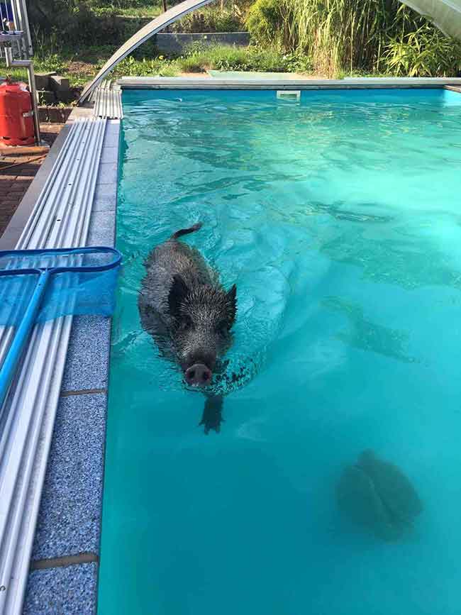 wildschwein aus Pool gerettet 1