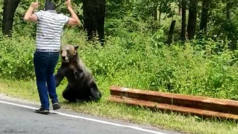 Mann futtert baren in rumanien